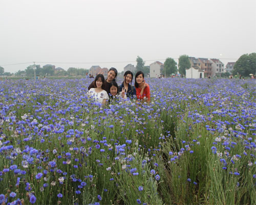 深奧古鎮花海